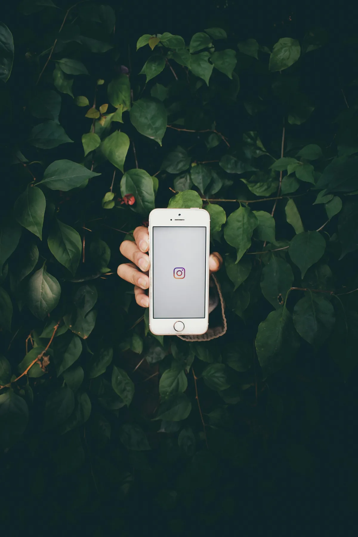 Hand holding a smartphone displaying the Instagram app logo, surrounded by green leaves